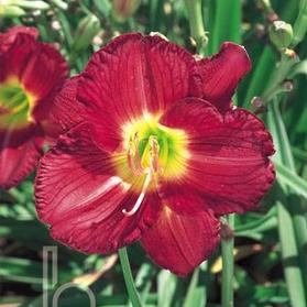 Hemerocallis 'Siloam Grace Stamile'