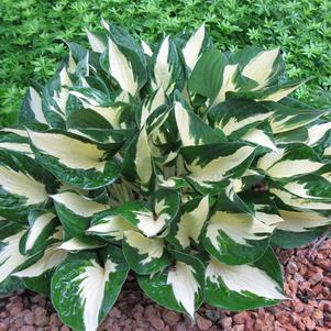 Hosta 'Loyalist'