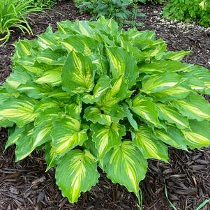 Hosta 'Lakeside Paisley Print'