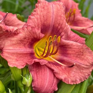 Hemerocallis 'Rosy Returns'