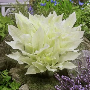 Hosta 'White Feather'