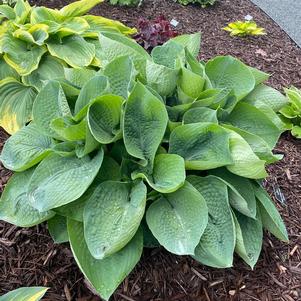 Hosta 'Abiqua Drinking Gourd'