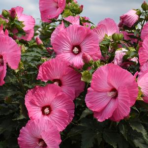 Hibiscus 'Airbrush Effect'