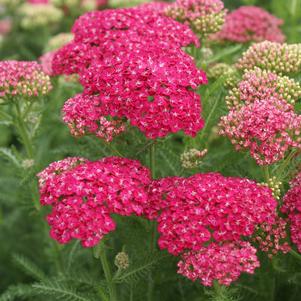 Achillea millefolium 'Saucy Seduction'