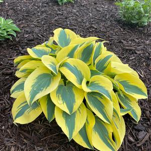 Hosta 'Ben Vernooij'