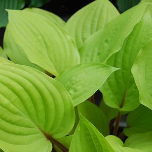 Hosta 'Fire Island'