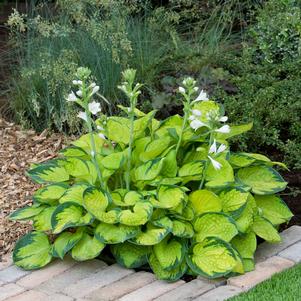 Hosta 'Rainforest Sunrise'