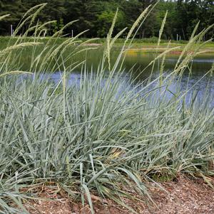 Leymus arenarius 'Blue Dune'