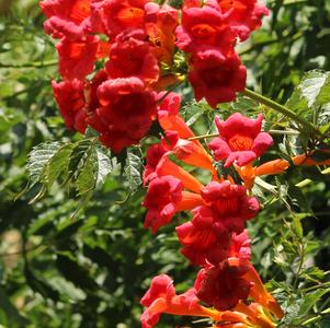 Campsis radicans 'Flamenco'