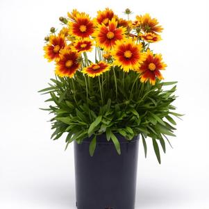 Coreopsis 'Uptick™ Gold and Bronze'