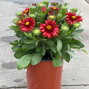 Gaillardia aristata 'Arizona Red Shades'