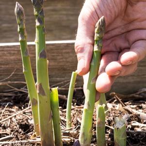 Asparagus 'Jersey Knight'