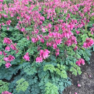 Dicentra formosa 'Luxuriant'