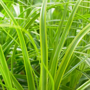 Carex oshimensis 'EverColor® Everlime'