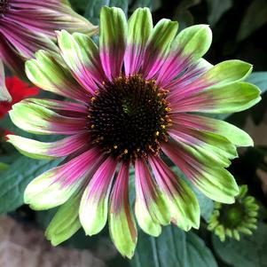 Echinacea 'Sweet Sandia'