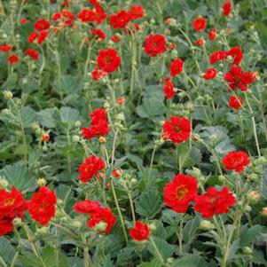 Geum chiloense 'Double Bloody Mary'