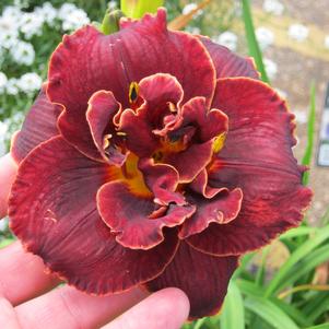 Hemerocallis 'Night Embers'