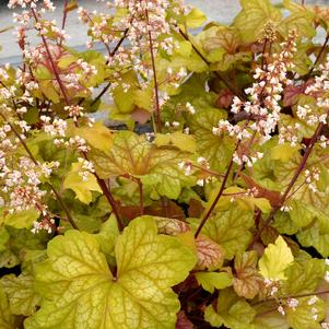 Heuchera 'Champagne'