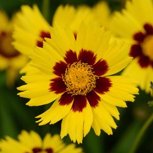 Coreopsis grandiflora 'SunKiss'