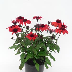 Echinacea 'Panama™ Red'