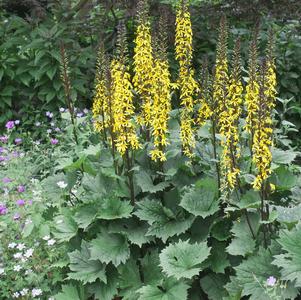 Ligularia stenocephala 'Little Rocket'