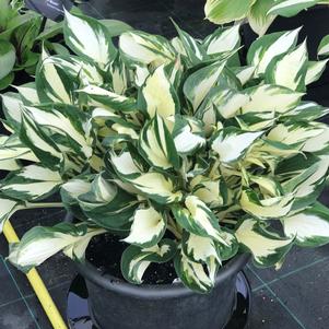 Hosta 'Fire and Ice (fortunei)'