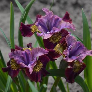 Iris siberica 'Peacock Butterfly™ Miss Apple'