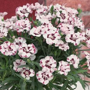 Dianthus 'Everlast™ Cherry Swirl'