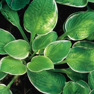 Hosta 'St. Elmo's Fire'