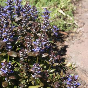 Ajuga reptans 'Chocolate Chip'