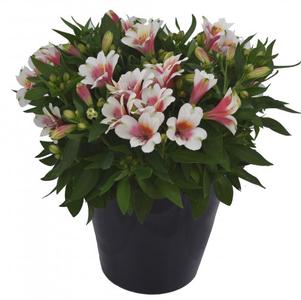 Alstroemeria 'Inca Lucky®'