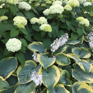 Hydrangea arborescens 'Annabelle'