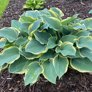 Hosta 'First Frost'