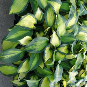 Hosta 'Forbidden Fruit'