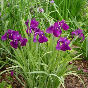 Iris ensata 'Variegata'