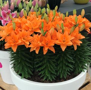 Lilium - Asiatic Pot Lily Looks™ 'Tiny Double Dutch'