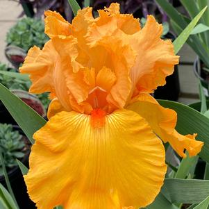 Iris germanica 'Savannah Sunset'