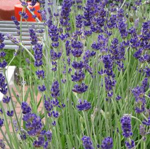 Lavandula angustifolia 'Hidcote'