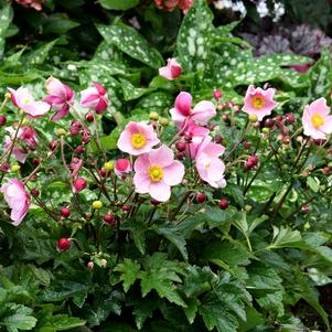 Anemone 'SATIN DOLL™ Blush'