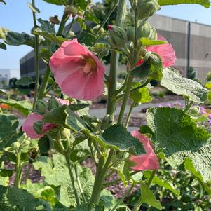 Alcea rosea 'Spotlight™ Radiant Rose'