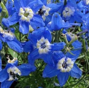 Delphinium grandiflorum 'Summer Cloud'