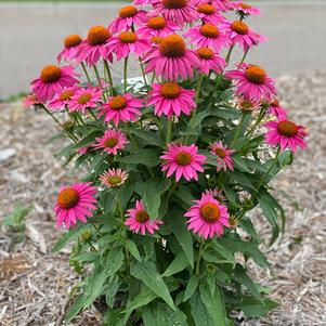 Echinacea purpurea 'POW WOW™ Wild Berry'