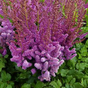 Astilbe chinensis 'Visions'