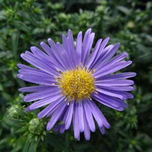 Aster dumosus 'Wood's Light Blue'