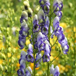 Aconitum cammarum 'Bicolor'