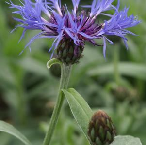 Centaurea montana 'Blue'