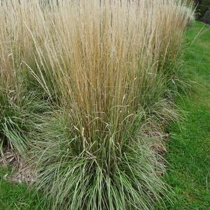 Calamagrostis acutiflora 'Avalanche'