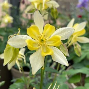 Aquilegia caerulea 'Origami Yellow'