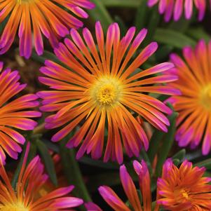 Delosperma 'Ocean Sunset™ Orange Glow'