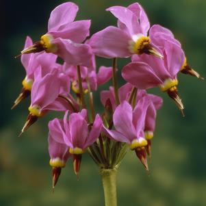 Dodecatheon meadia 'Aphrodite'